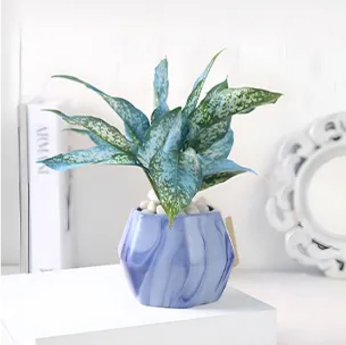 plants 3
