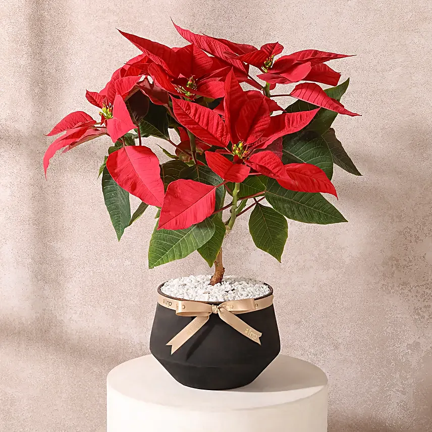 Scarlet Poinsettia in Black Vase