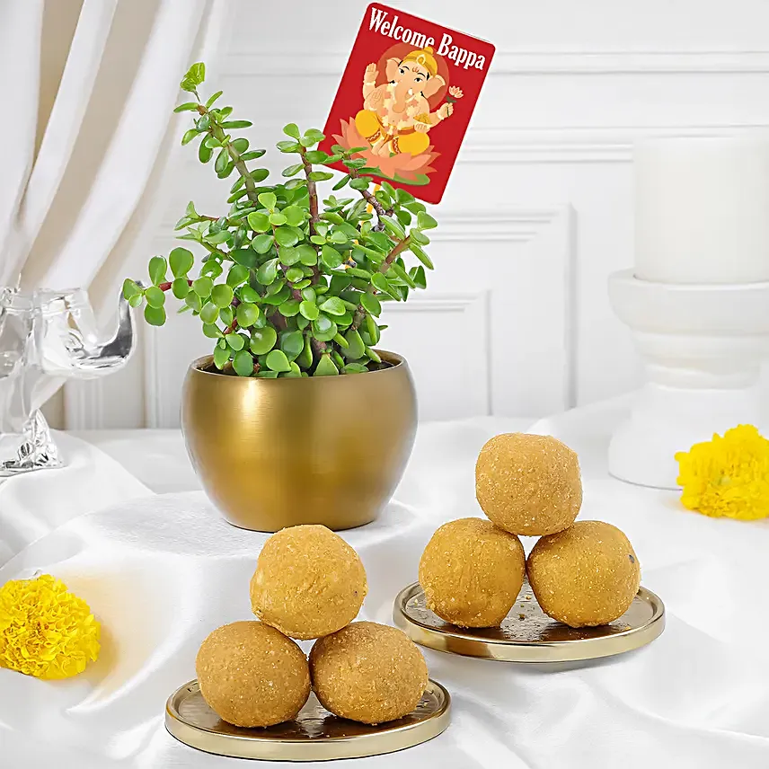 Jade Plant N Gift Set for Ganesh Chaturthi