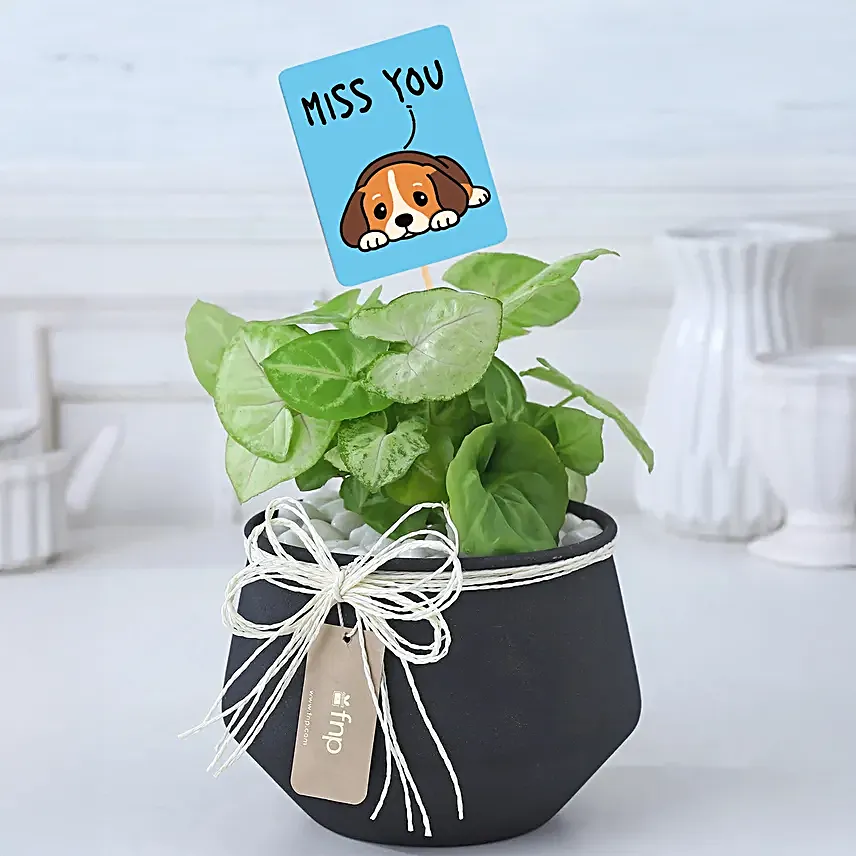 Miss You Syngonium Gift Set