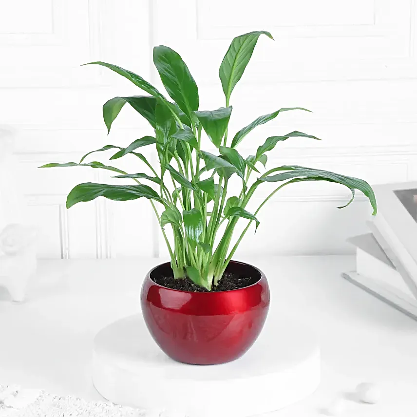 Peace Lily in Red Metal Pot