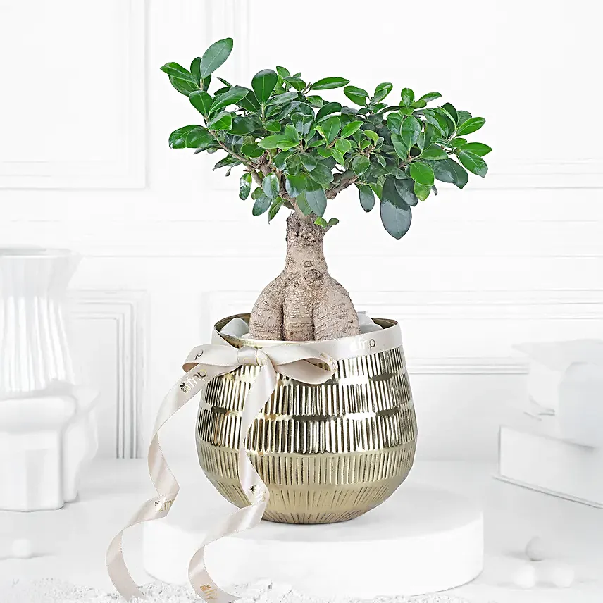 Eternal Green Ficus Bonsai