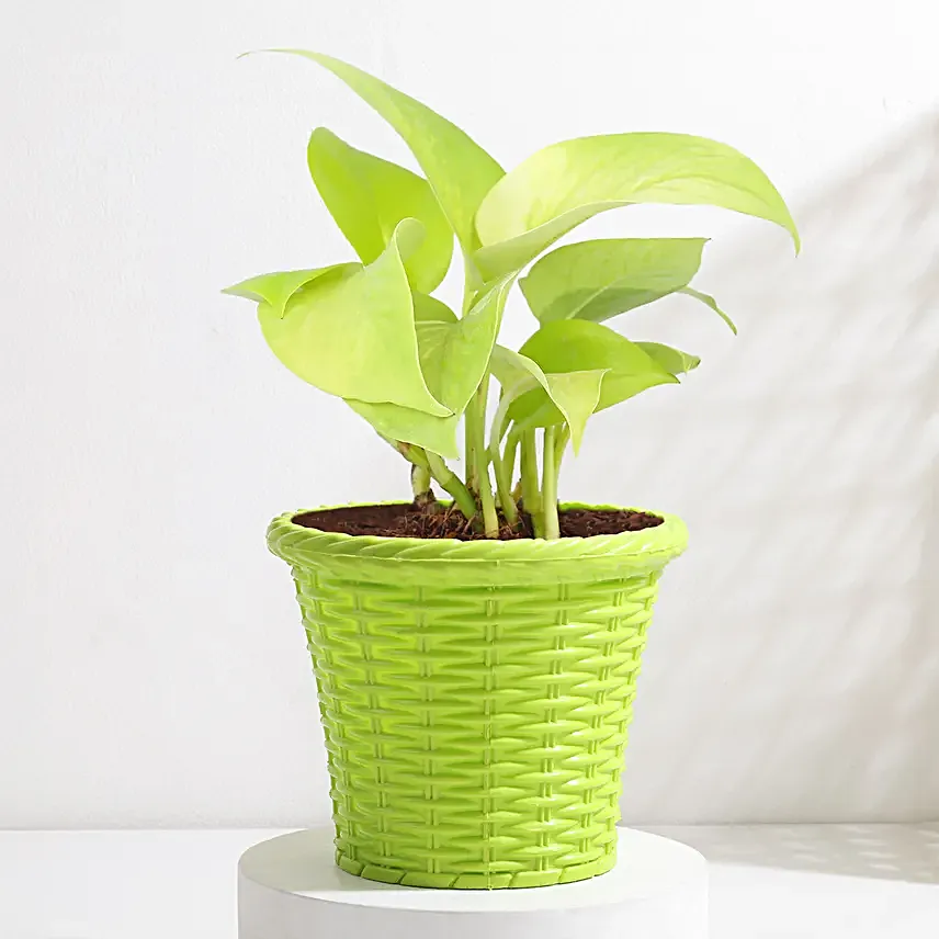 Gleaming Money Plant in Green Pot