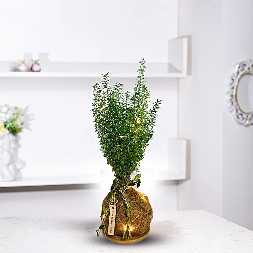 Christmas Glow Asparagus Plant