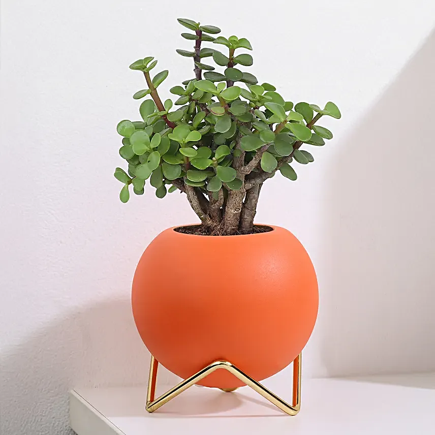 Green Jade Plant in Orange Pot