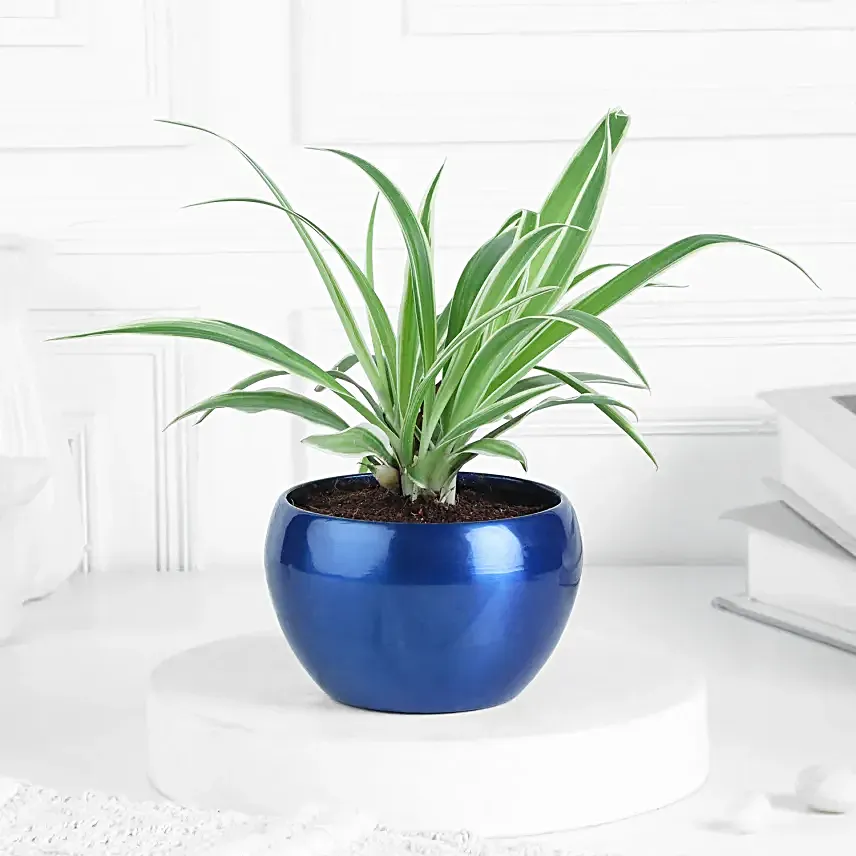 Spider Plant in Blue Metal Pot