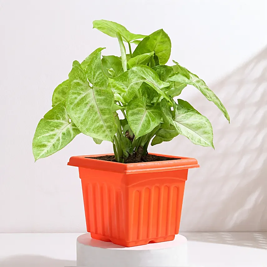 Golden Syngonium in Red Pot