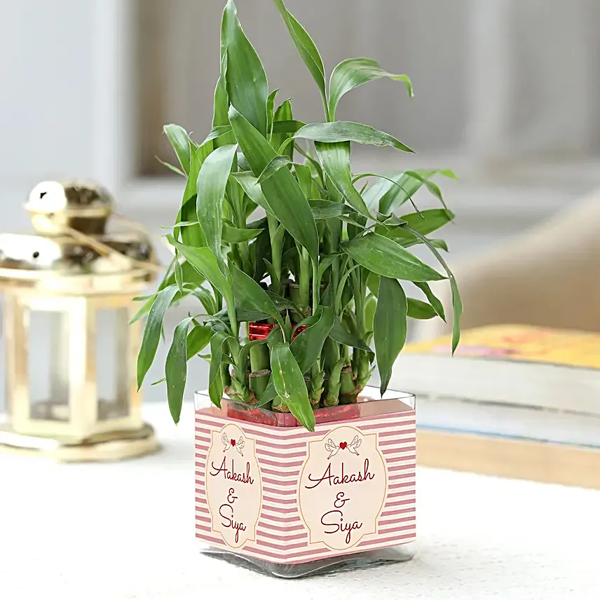 Personalised Lucky Bamboo in Glass Vase
