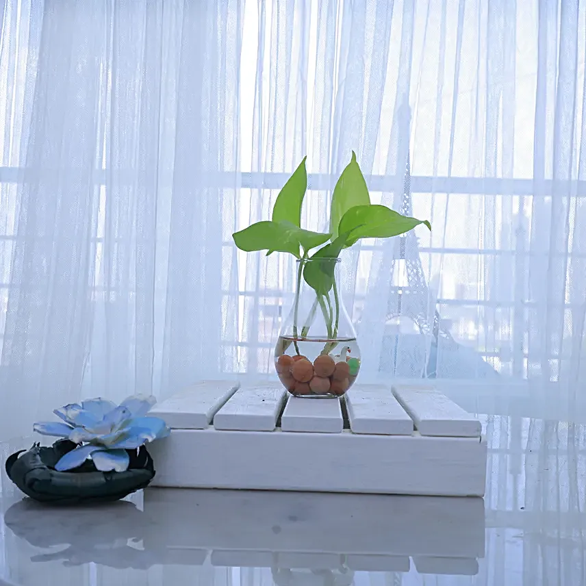 Chic Money Plant Arrangement