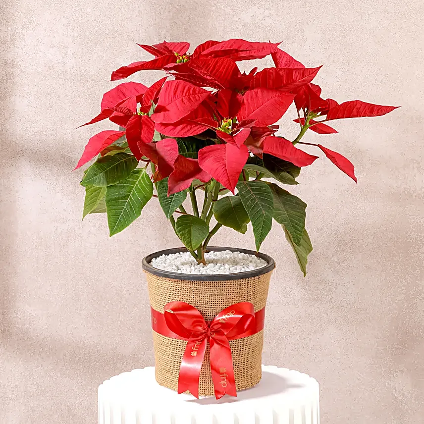 Classic Poinsettia Plant Gift