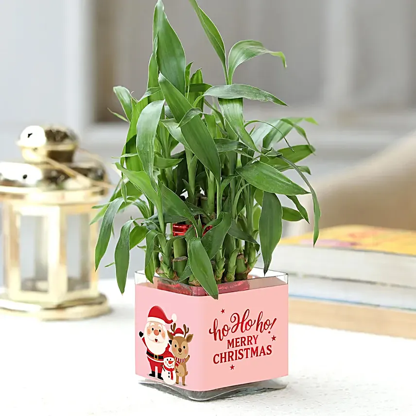 Christmas Prosperity Lucky Bamboo